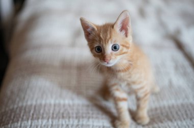 Mavi gözlü turuncu kedi yavrusu garip bir şekilde yumuşak battaniyeyi evin içinde keşfediyor, oyuncu kişiliğini sergiliyor..