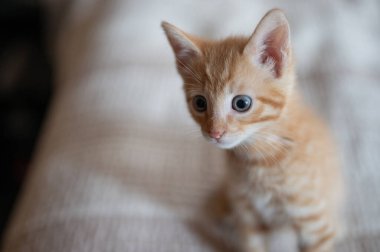 Parlak mavi gözlü neşeli turuncu kedi yavrusu, çevresindeki sıcak ve rahat ortamını araştırıyor..