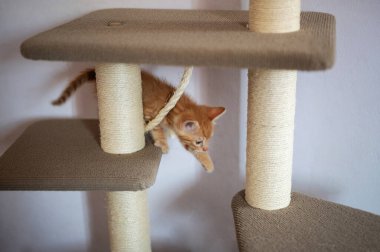 Enerjik turuncu kedi yavrusu kedi ağacına tırmanıyor, oyun oynuyor ve sıcak evdeki çevresini keşfediyor..