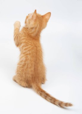 Meraklı turuncu tekir kedi yavrusu arka ayakları üzerinde durur, parlak stüdyo ortamında neşeyle yukarı uzanır..