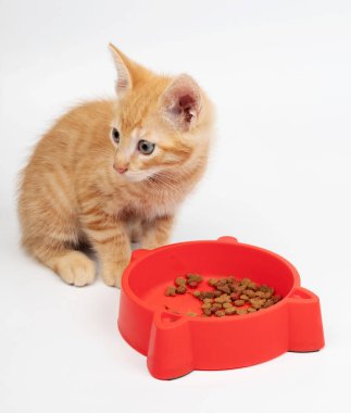 Küçük turuncu kedi yavrusu, içi kuru kedi mamasıyla dolu kırmızı yemek kasesini araştırır..