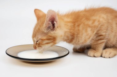 Oyuncak turuncu kedi yavrusu, düz yüzeye yerleştirilmiş küçük tabaktan süt yudumlamaya odaklanmış..
