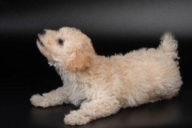 Şirin tüylü köpek yavrusu manzarası siyah arka planda izole edilmiş.