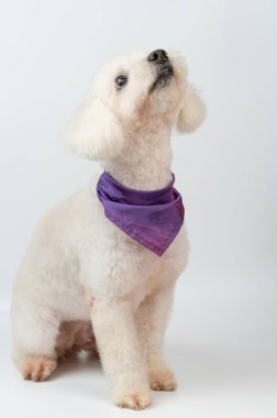 Mor yakalı kaniş köpeğine bakıyorum.