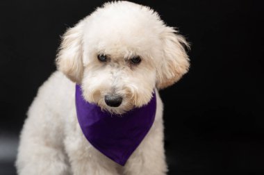 Siyah stüdyo arka planında izole edilmiş sevimli beyaz kaniş köpeği.