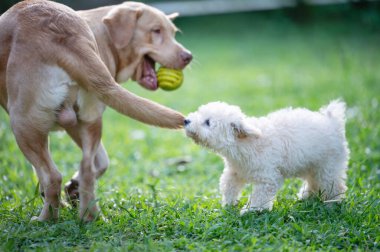 Kaniş köpek ısıran labrador masalı yeşil park çimlerinde oynuyor.