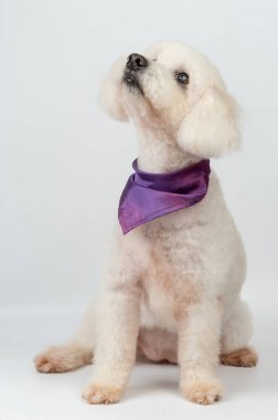 Beyaz kaniş köpeği beyaz stüdyo arka planında oturuyor.