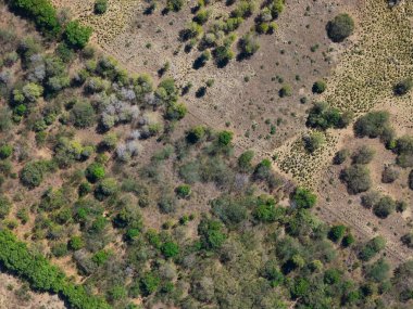 Kuru tarla plantasyonu yeşil ağaçlı hava aracı görüntüsü