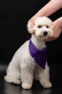 Siyah stüdyo arka planında oturan beyaz kaniş köpeği.