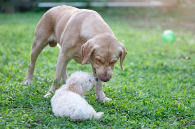 İki köpek yeşil çimlerde birbirini kokluyor.