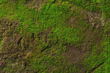Küf yeşili doğal arkaplan yakın görünümü