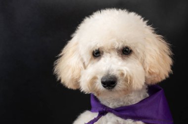 Siyah stüdyo arka planındaki kaniş köpeğinin portresini kapat.