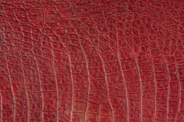 Timsah kırmızısı dekoratif deri desen makro yakın görünüm