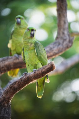 Bir çift yeşil papağan bulanık tropikal yaz arka planında ağaçta oturuyor.