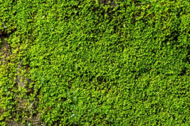 Duvardaki yeşil sarmaşık bitkisi arkaplan görüntüsü