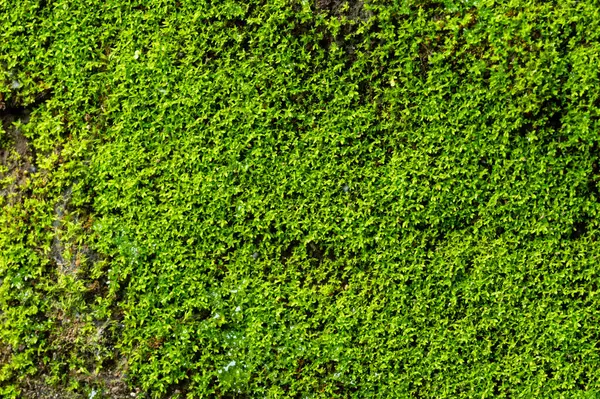 Duvardaki yeşil sarmaşık bitkisi arkaplan görüntüsü