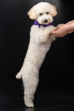 Siyah arka planda insan elini tutan sevimli beyaz kaniş köpeği duruşu.