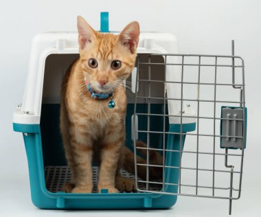 Turuncu tekir kedisi, deniz mavisi taşıyıcısının içinde merakla bekliyor ve bir yolculuğa hazırlanıyor. Parlak uzay canlı bir atmosfer yaratır..