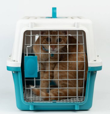 Turuncu kedi, beyaz stüdyo arka planında izole edilmiş, kapalı bir hayvan taşıyıcısının içinde oturuyor.