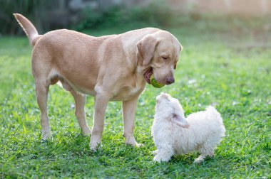 Yeşil çimen parkında büyük ve küçük köpek oyunu
