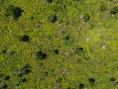 Yabani yeşil çimenlik, tepede küçük bir ağaç var.