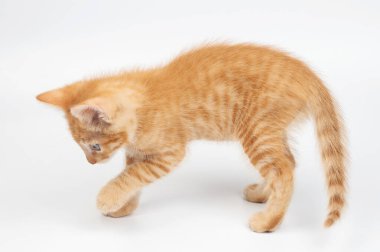 Beyaz stüdyoda yürüyen küçük kedicik stüdyo arka planında izole edilmiş.