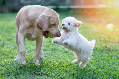 Yeşil park arka planında köpek yavrusu Labrador 'u kovalıyor