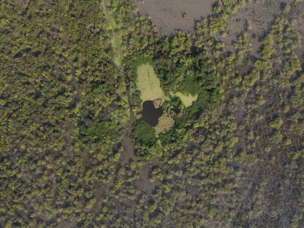 Doğadaki küçük yeşil bataklık, insansız hava aracı manzarasının üstünde.