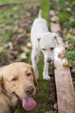İki dost canlısı köpek, altın laboratuvar ve beyaz kaniş karışımı, bitkilerle ve toprak dokularla dolu verimli bahçe yolunda geziniyor..