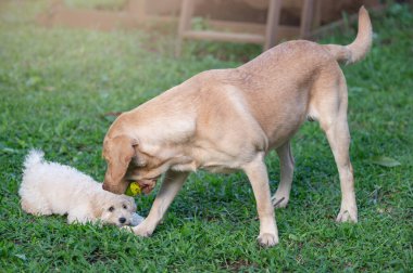 Yeşil çimen arka planında iki köpek top oynuyor.