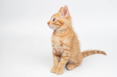 Kırmızı küçük kedicik beyaz stüdyonun arka planına otur.