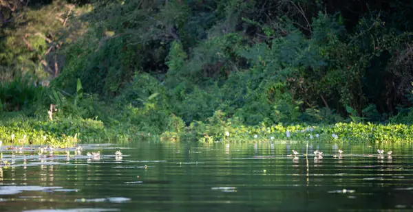 Kuşlar, göl manzarasında çiçek yapraklarının üzerinde otururlar.