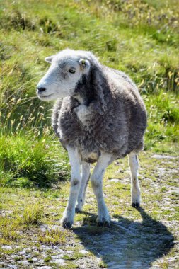 Dartmoor, Devon 'da çarpık bacaklı serbest dolaşan bir koyun.. 