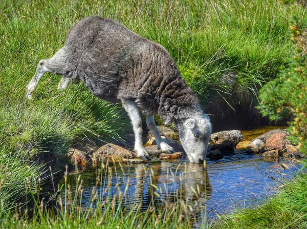 在达特莫尔国家公园里 一只自由漫游的羊喝着一条天然的小河 图库图片