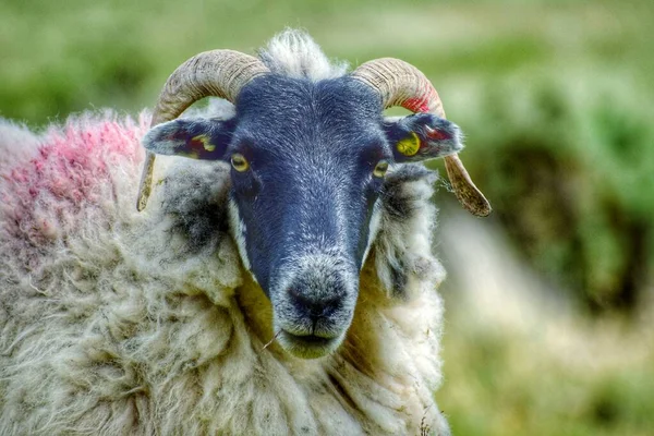 ダートモア国立公園の無料ローミング羊の肖像画 ストック画像