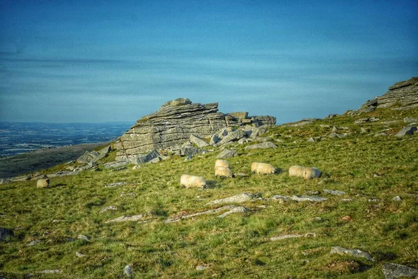 ダートモア デボン イギリスの羊の群れに囲まれた花崗岩のアウトクロップ Tor の景色 ロイヤリティフリーのストック写真