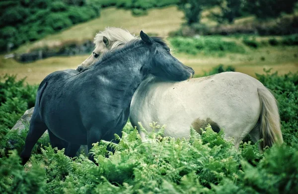 两匹马爱抚对方 在Dartmoor捕获 英国德文郡 图库照片