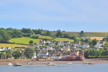 Ragwort Bitkilerinde Cinnabar güve tırtılları. 