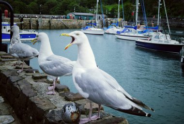 A very vocal Herring Gull in Ilfracombe harbour, North Devon, UK clipart