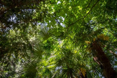 Deep tropical rain forest background. Bottom view