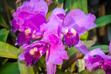 Orkide çiçeği, nadir türler. Tropikal çiçek arkaplanı