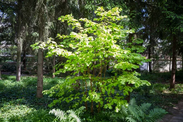 Kleiner Haselbaum Wald Sonniger Sommertag — Stockfoto