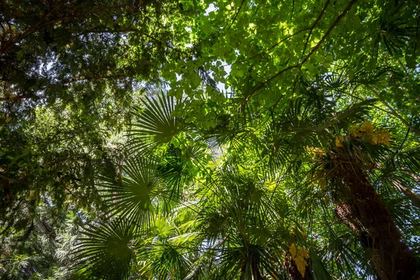 Deep Tropical Rain Forest Background Bottom View — Foto de Stock