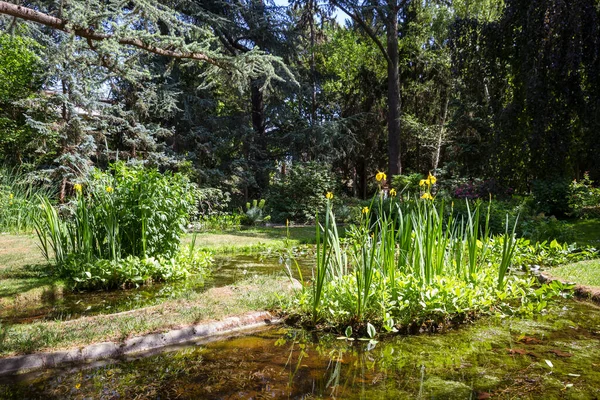 Teich Und Blumen Einem Grünen Parkwald Zen Hintergrund — Stockfoto