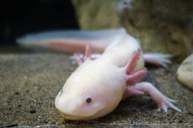 Axolotl kumun üzerinde. Makro görünümü kapat