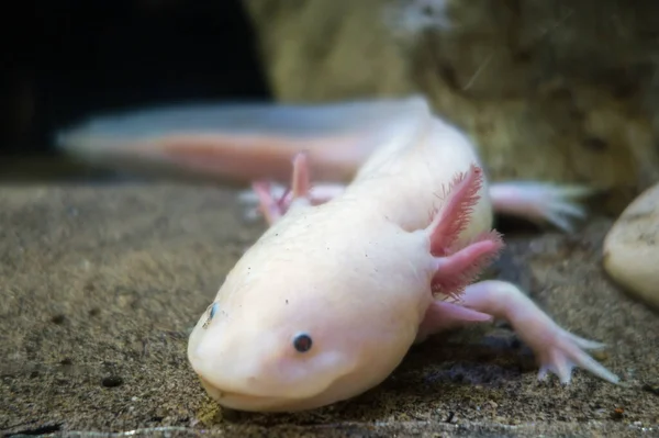 Axolotl Písku Zavřít Zobrazení Makra — Stock fotografie