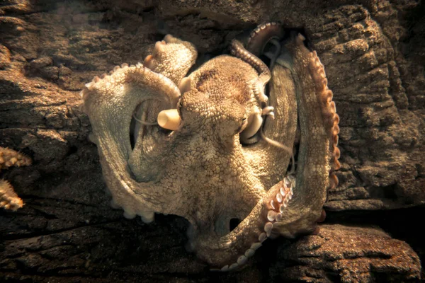 Octopus Rock Closeup Macro View — Stock Photo, Image