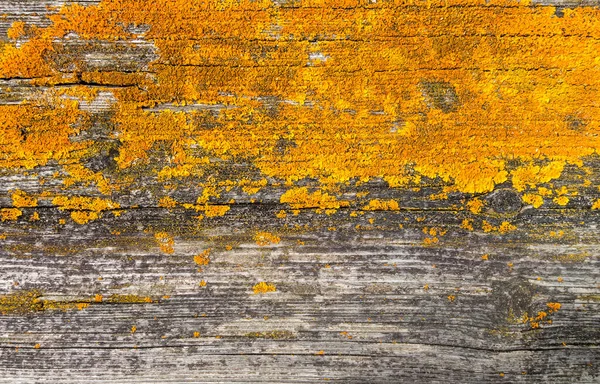 Stare Drewno Rustykalne Tło Tekstury Żółtym Mchem Widok Bliska — Zdjęcie stockowe