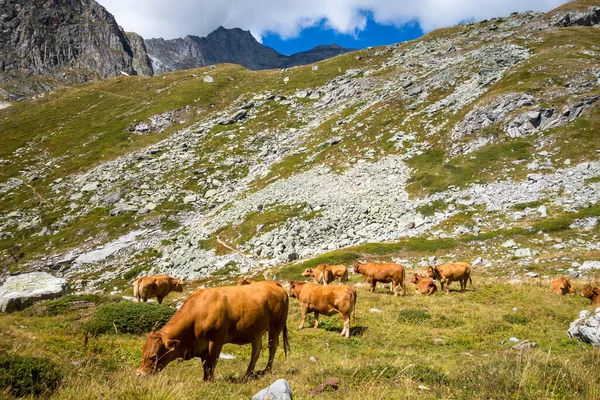 Cows Alpine Pasture Pralognan Vanoise French Alps — Stock Photo, Image