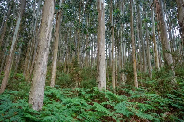 Eucalyptus Forest Ferns Galicia Spain — Stock Photo, Image